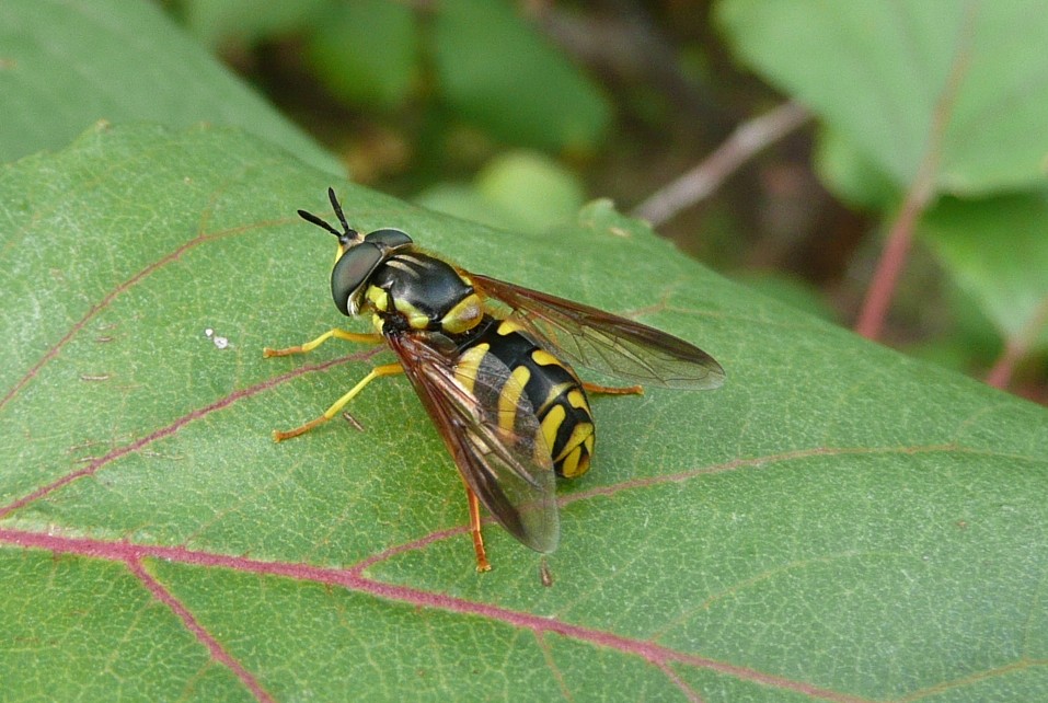 Punge? ovviamente no... Chrysotoxum intermedium M(Syrphidae)